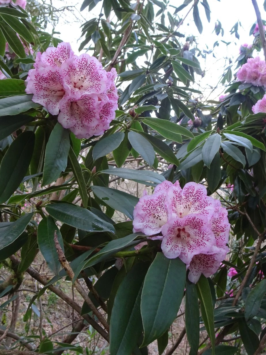 R. irroratum 'Polka Dot'